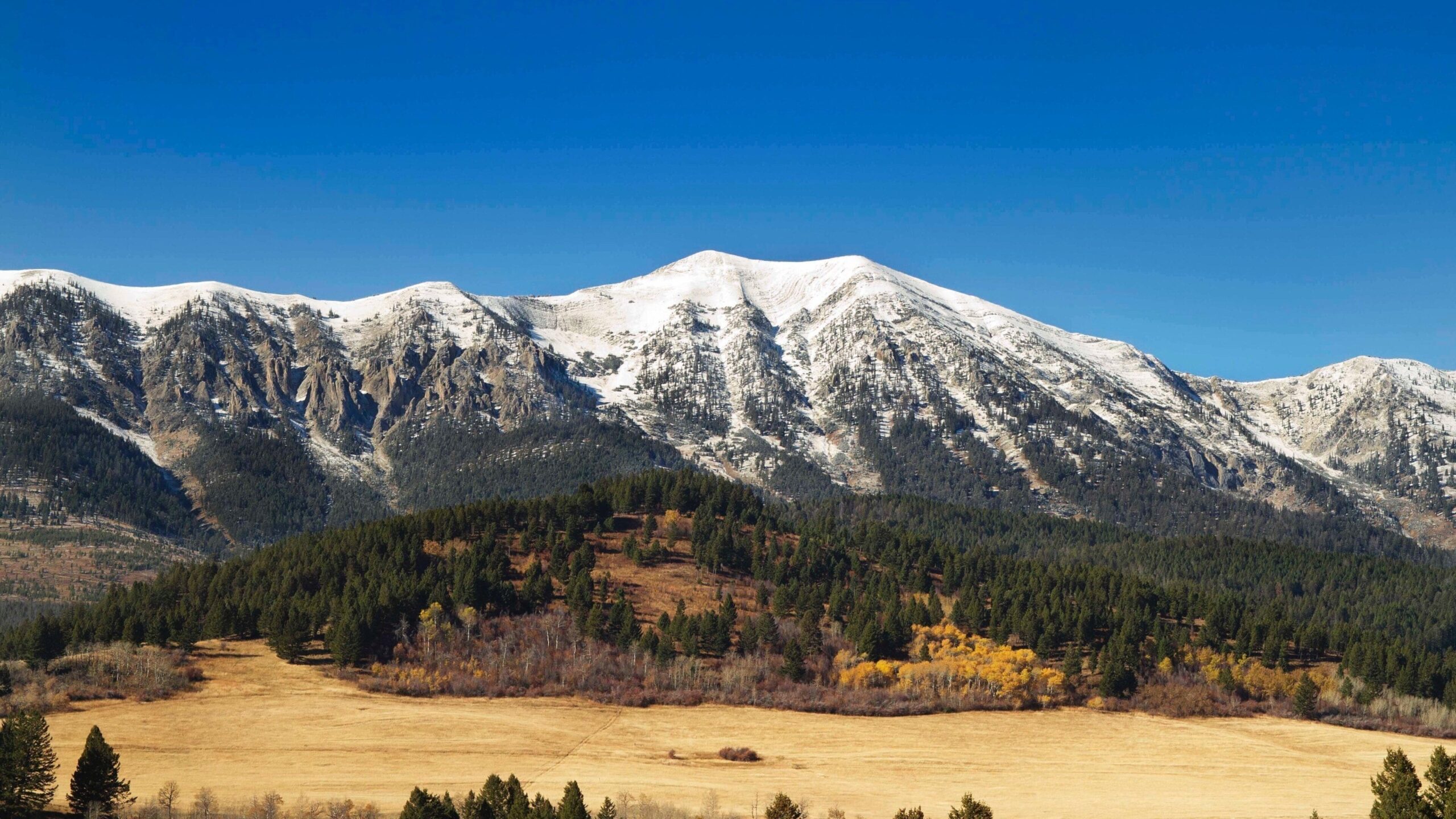 Bozeman